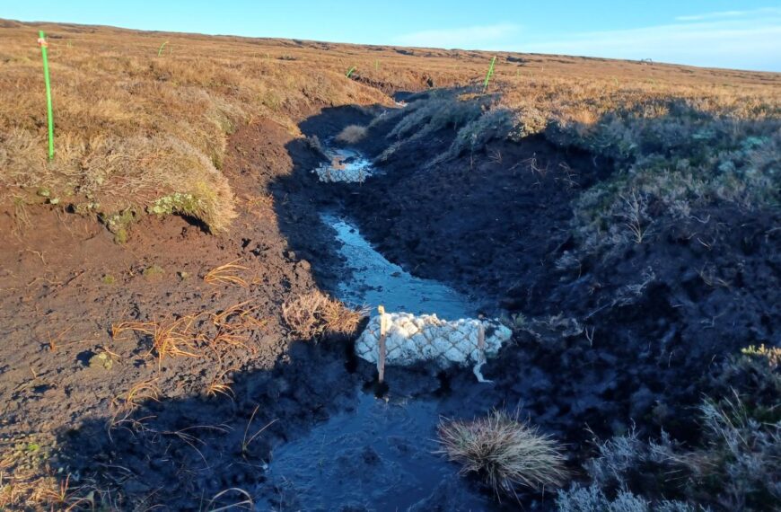 Huge area of peatland is restored