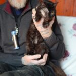 Police appeal as cat is shot in…