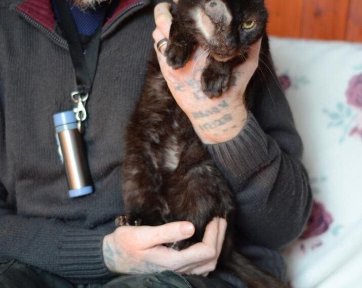 Police appeal as cat is shot…