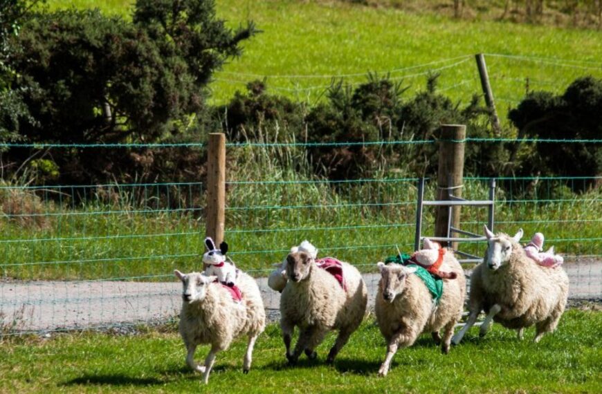 Village plans fun ‘lamb national’