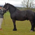 Much to admire as Dales Ponies are&hellip;