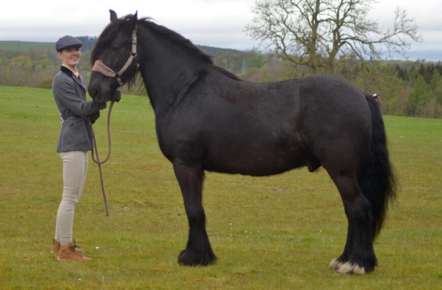 Much to admire as Dales Ponies are on parade