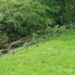 Landowner ‘deeply saddened’ after vandals fell ‘majestic’&hellip;