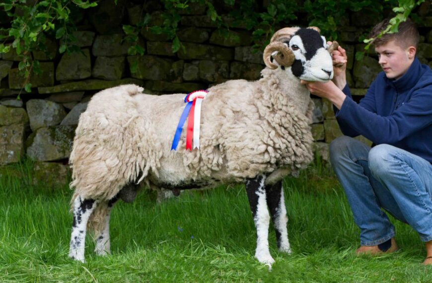 Spring sheep show is a bleating success