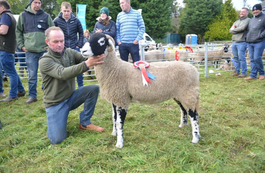 Quality reigns despite difficult sheep season