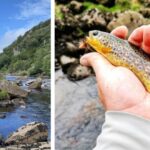 When trout ‘hits like a torpedo…’