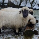 From the Swiss alps to the Teesdale…