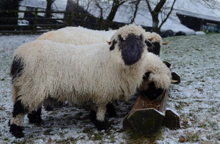 From the Swiss alps to the…