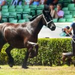 11th title for Dales Pony breeder
