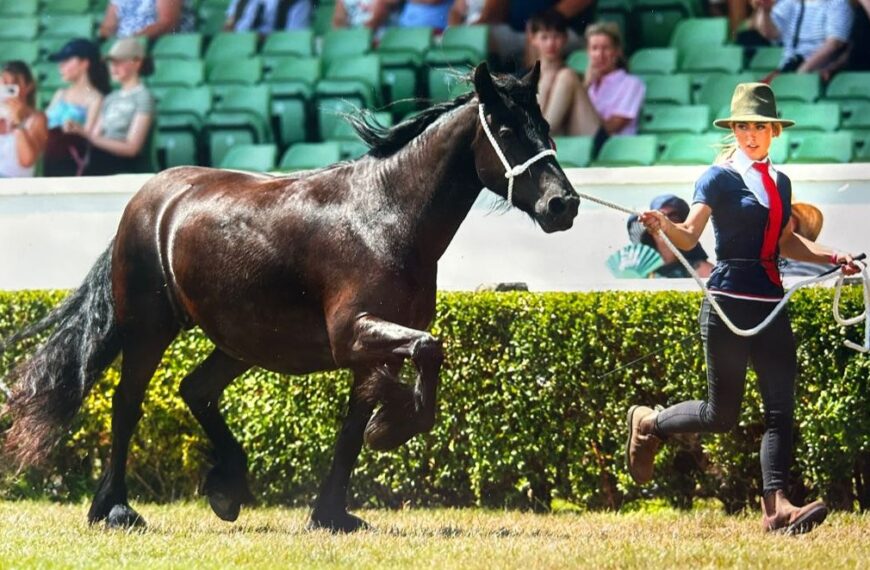 11th title for Dales Pony breeder