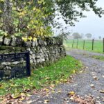 Two women admit neglecting 41 animals