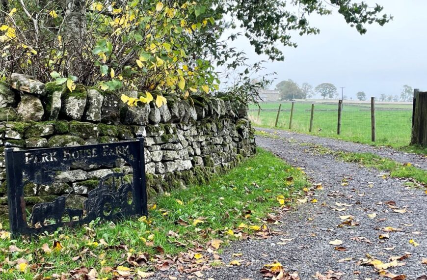 Two women admit neglecting 41 animals