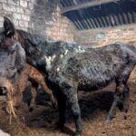 Barnard Castle mother and daughter sentenced for…