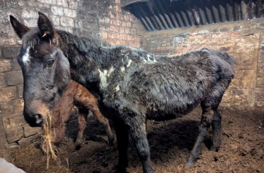 Barnard Castle mother and daughter sentenced for neglect of more than 40 horses and dogs